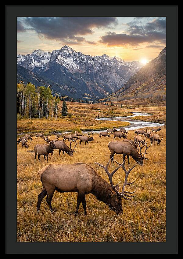 Elk Herd Grazing At Sunset
