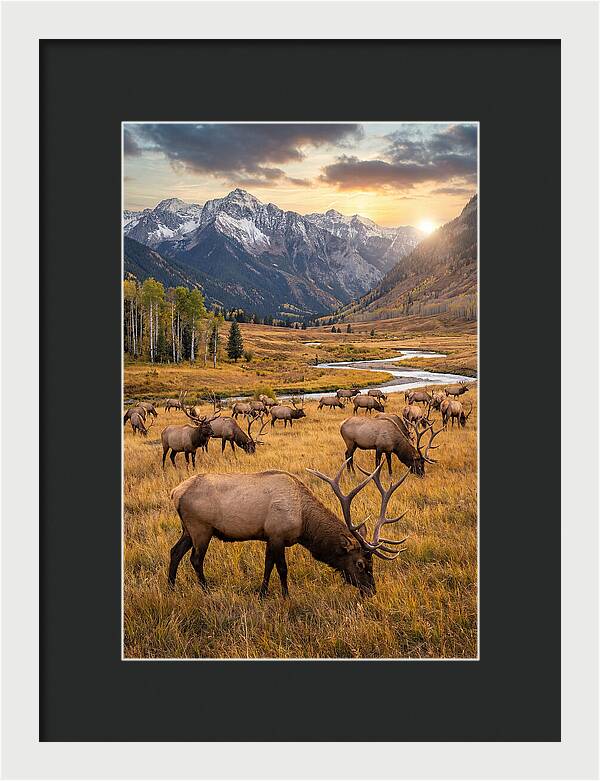 Elk Herd Grazing At Sunset