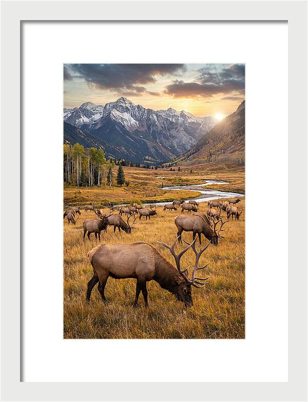 Elk Herd Grazing At Sunset