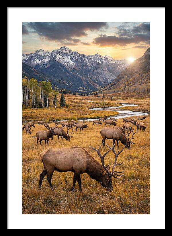 Elk Herd Grazing At Sunset