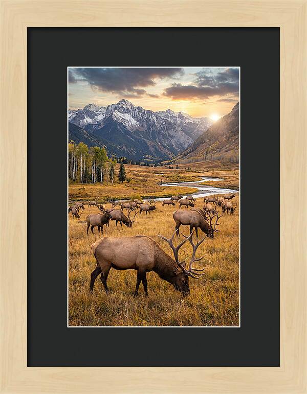 Elk Herd Grazing At Sunset