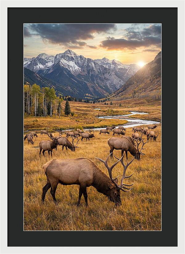 Elk Herd Grazing At Sunset