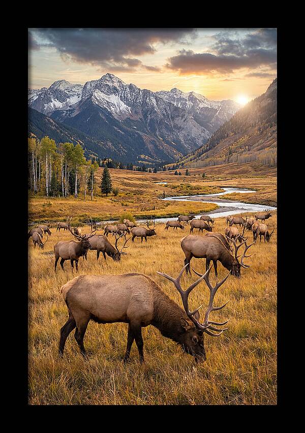 Elk Herd Grazing At Sunset