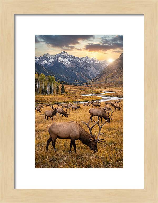 Elk Herd Grazing At Sunset