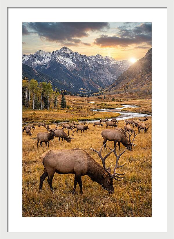 Elk Herd Grazing At Sunset