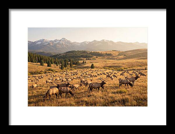 Elk Herd In Serene Valley