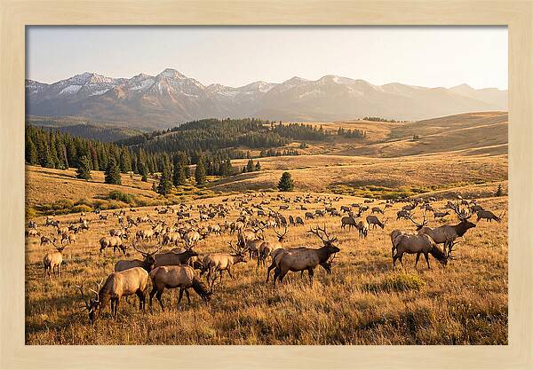 Elk Herd In Serene Valley