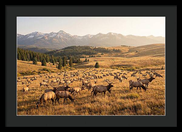 Elk Herd In Serene Valley