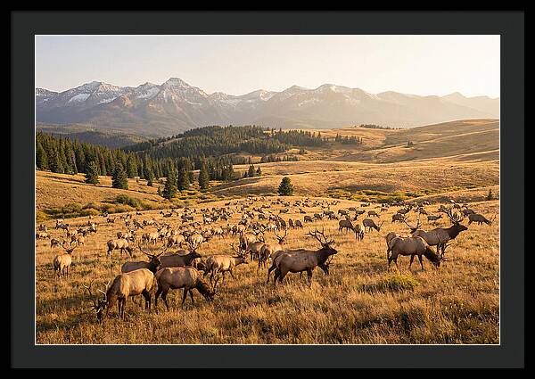 Elk Herd In Serene Valley