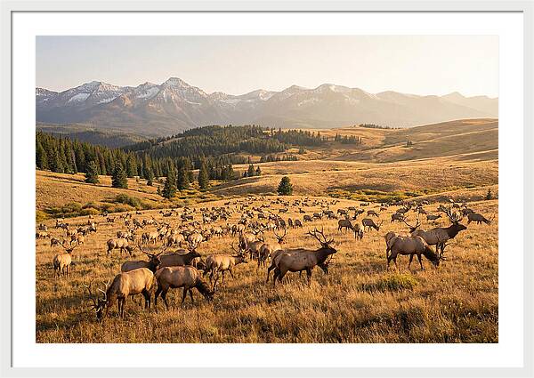 Elk Herd In Serene Valley