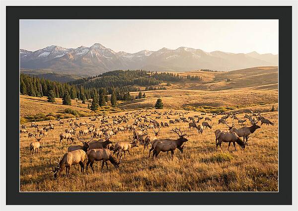 Elk Herd In Serene Valley