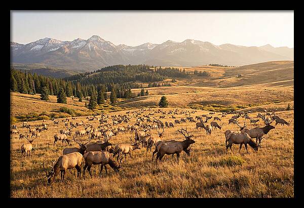 Elk Herd In Serene Valley