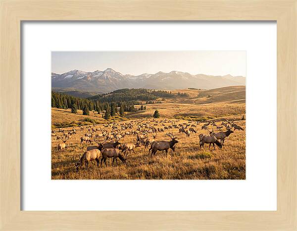 Elk Herd In Serene Valley