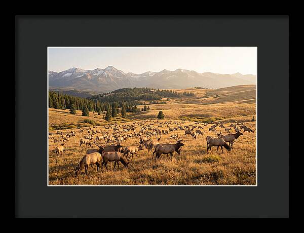 Elk Herd In Serene Valley