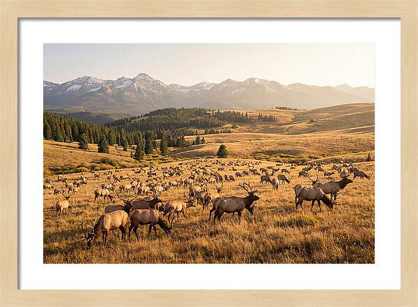 Elk Herd In Serene Valley