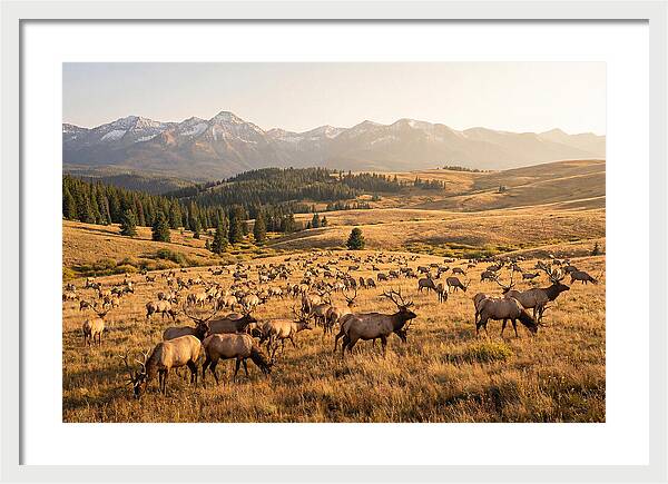 Elk Herd In Serene Valley