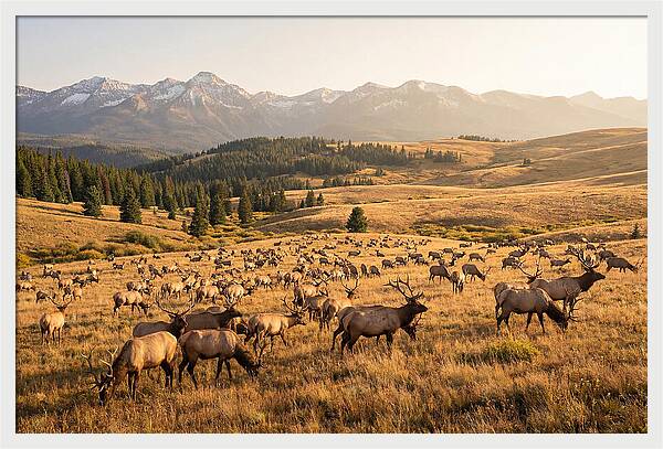 Elk Herd In Serene Valley