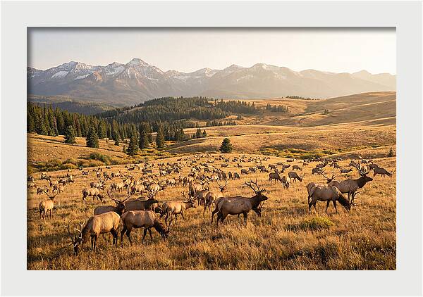 Elk Herd In Serene Valley