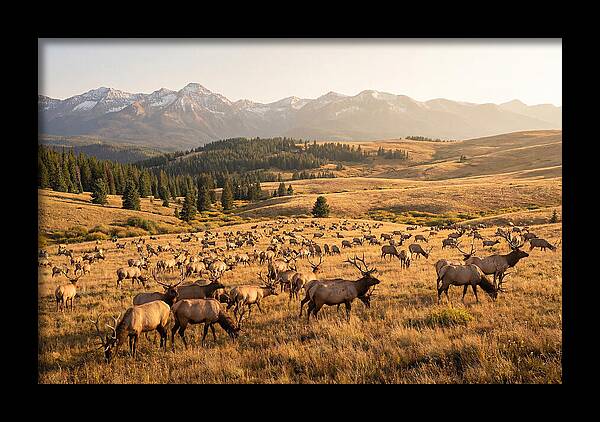 Elk Herd In Serene Valley