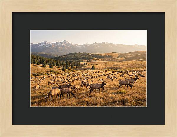 Elk Herd In Serene Valley