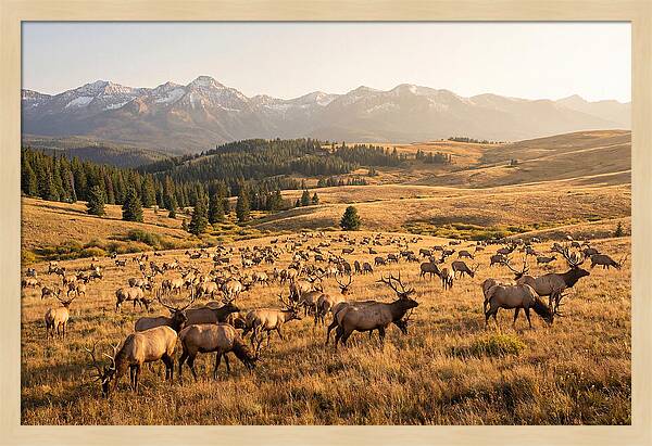 Elk Herd In Serene Valley