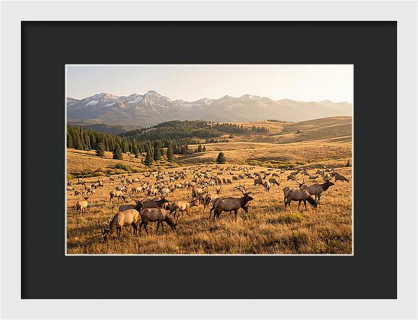 Elk Herd In Serene Valley