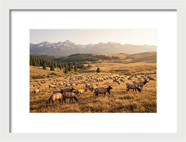Elk Herd In Serene Valley