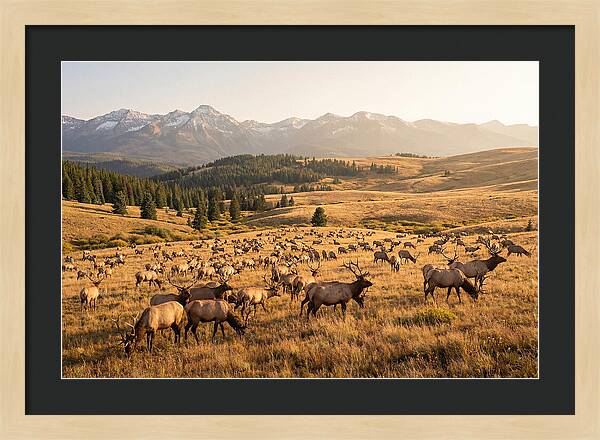 Elk Herd In Serene Valley