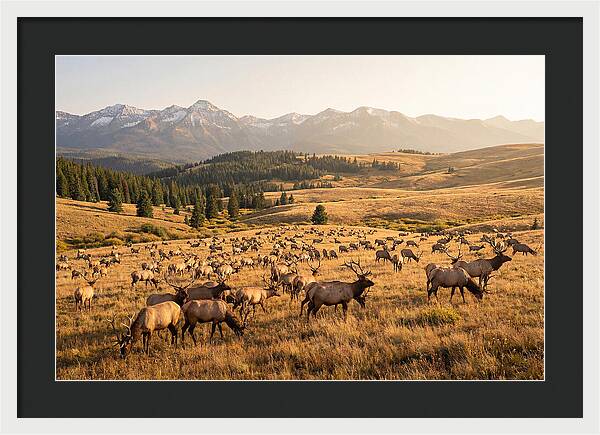 Elk Herd In Serene Valley