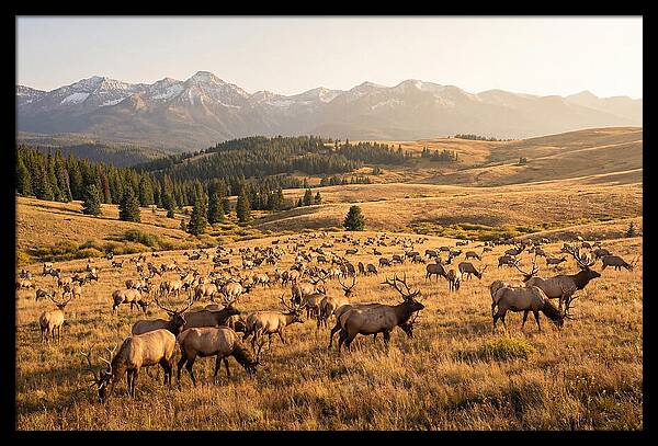 Elk Herd In Serene Valley