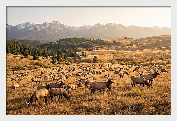 Elk Herd In Serene Valley
