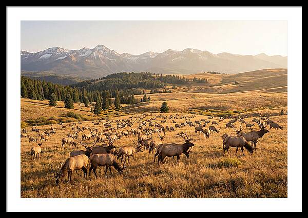 Elk Herd In Serene Valley