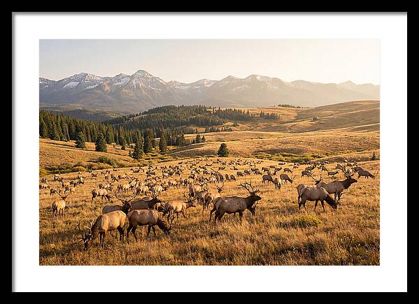 Elk Herd In Serene Valley