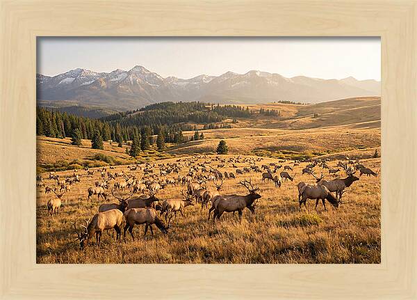 Elk Herd In Serene Valley