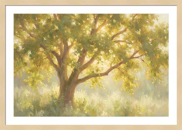 Elm Tree