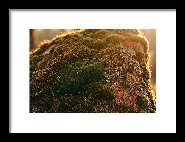 Emerald Green Moss Texture