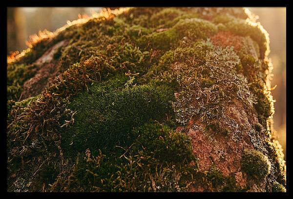 Emerald Green Moss Texture
