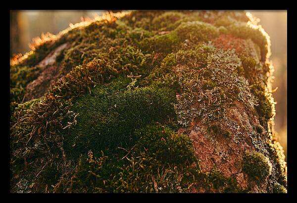 Emerald Green Moss Texture