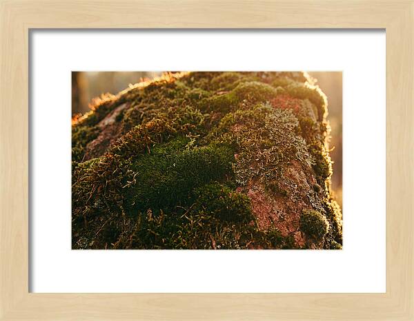 Emerald Green Moss Texture