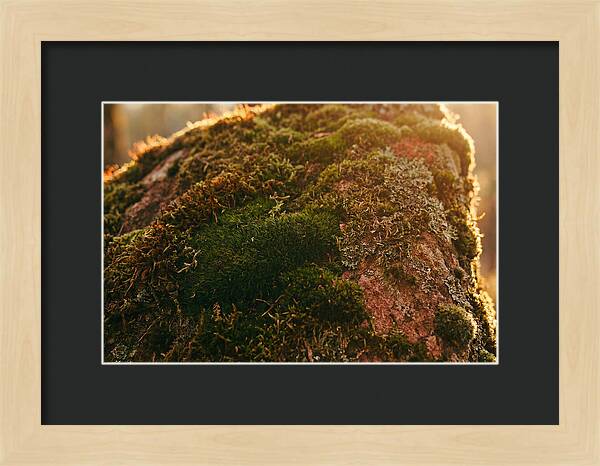 Emerald Green Moss Texture