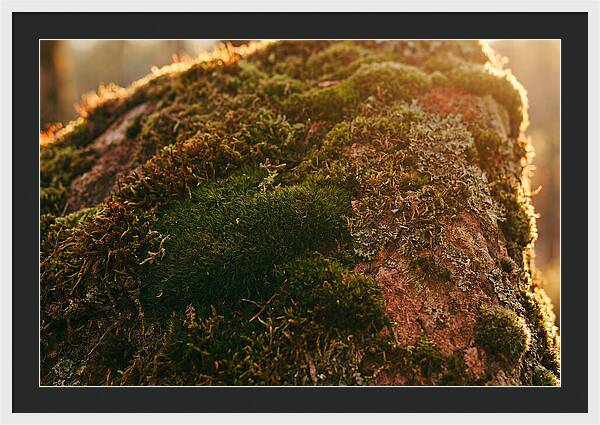 Emerald Green Moss Texture