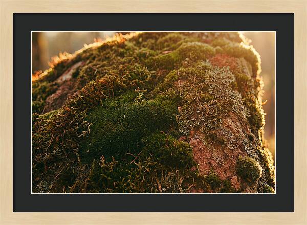 Emerald Green Moss Texture