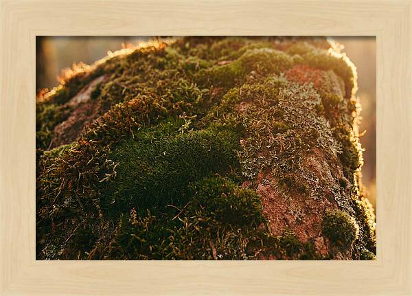 Emerald Green Moss Texture