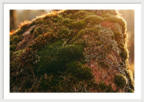 Emerald Green Moss Texture
