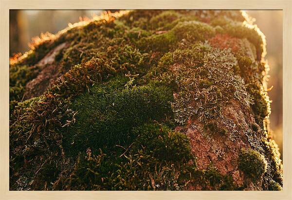 Emerald Green Moss Texture