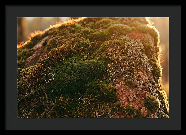 Emerald Green Moss Texture
