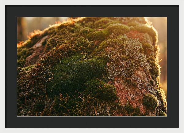Emerald Green Moss Texture