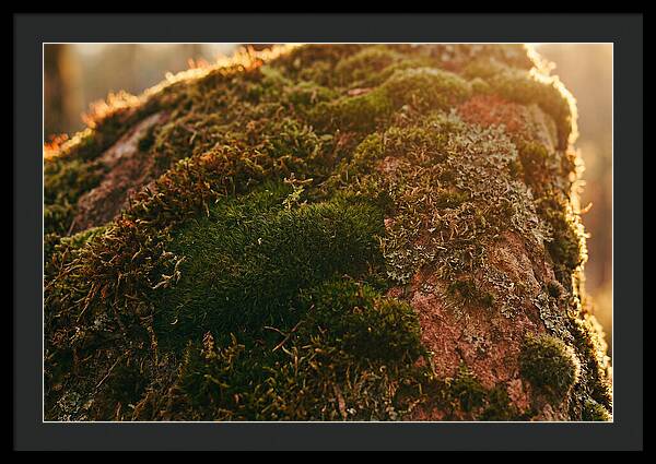 Emerald Green Moss Texture