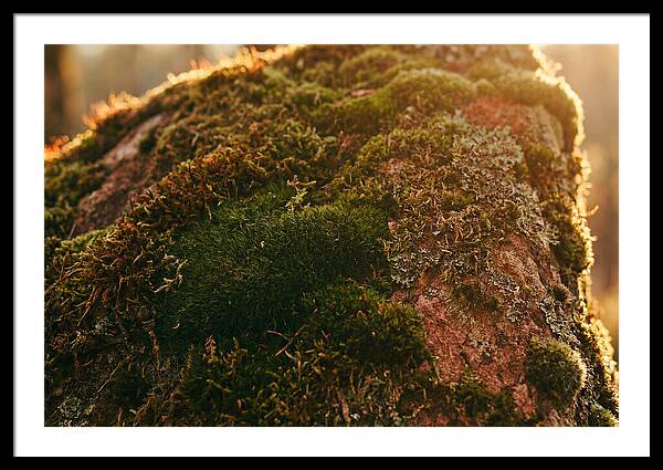 Emerald Green Moss Texture