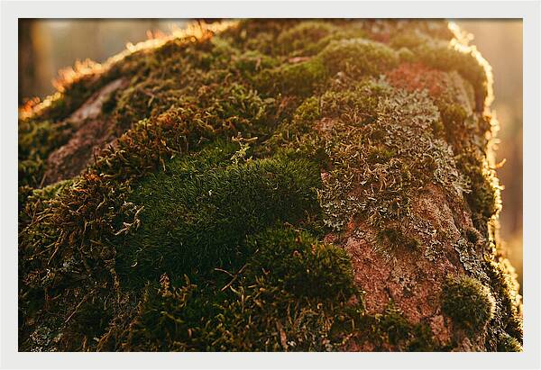 Emerald Green Moss Texture